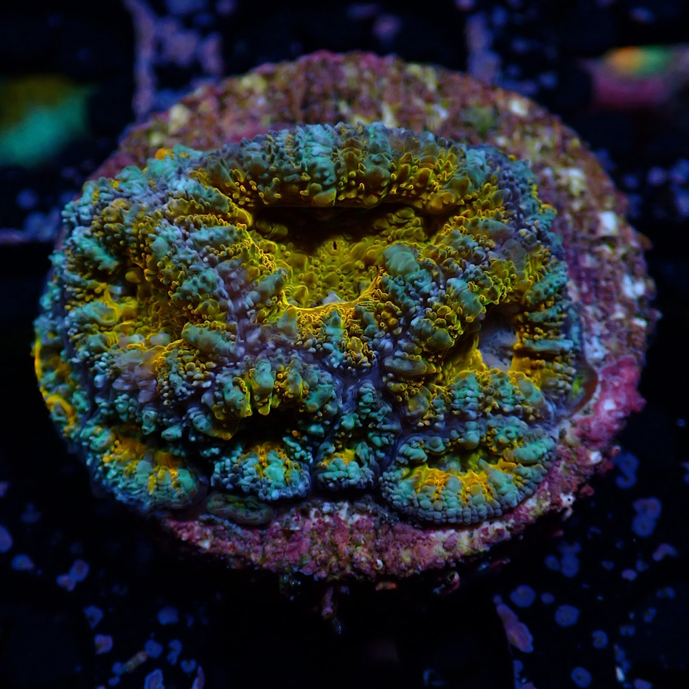 Acan Ultra - Sustainable Reefs