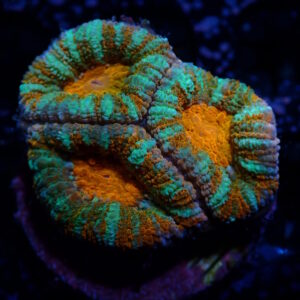 Acan Ultra