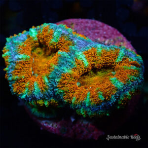 Acan Red