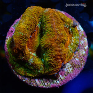 Acan Ultra