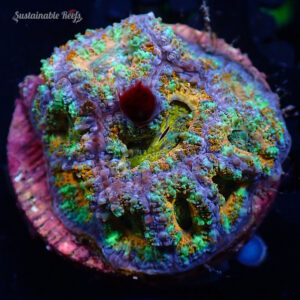 Acan Ultra