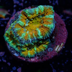 Acan Ultra