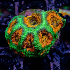 Acan Ultra