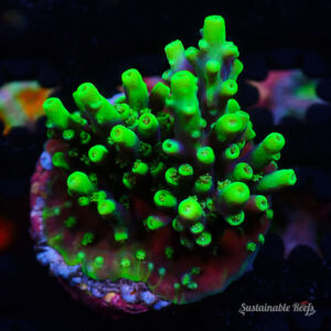 Acro Aculeus Crystal