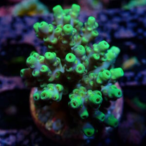 Acro Carduus