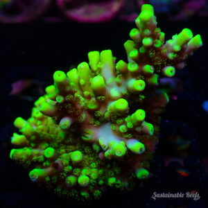 Acro Carduus Green