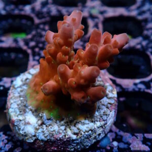Acro Cherry Blossom