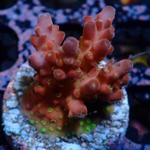 Acro Cherry Blossom