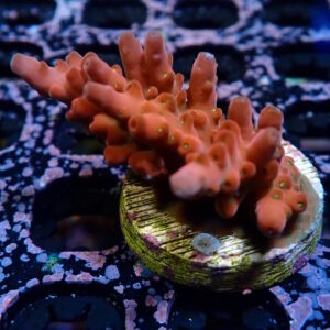 Acro Cherry Blossom