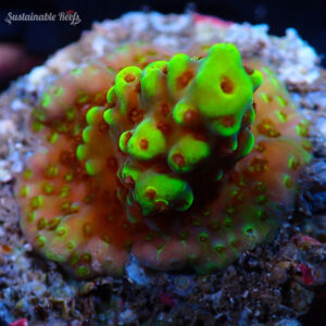 Acro Chroma