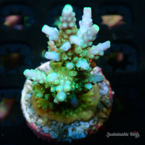 Acro Horrida Lime Green