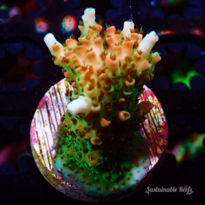 Acro Hyacinth