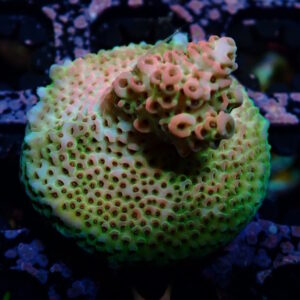 Acro Hyacinth Pink Tip