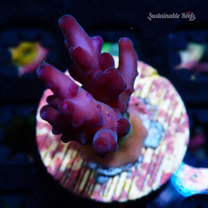 Acro Loripes Purple