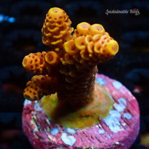 Acro Mille Copper Red
