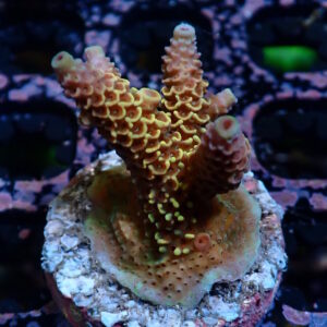 Acro Mille Purple