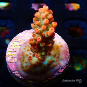 Acro Strawberry Shortcake