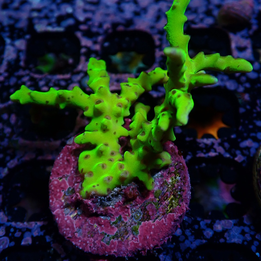 Anacropora Green Goblin - Sustainable Reefs