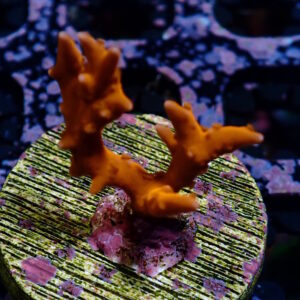 Anacropora TNT