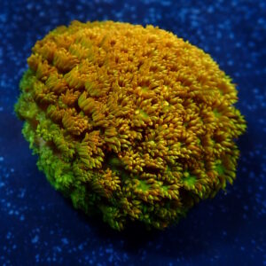 Bernardpora Fruit Punch