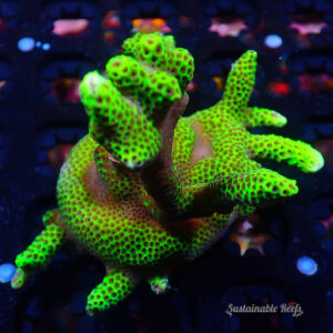 Digi Green