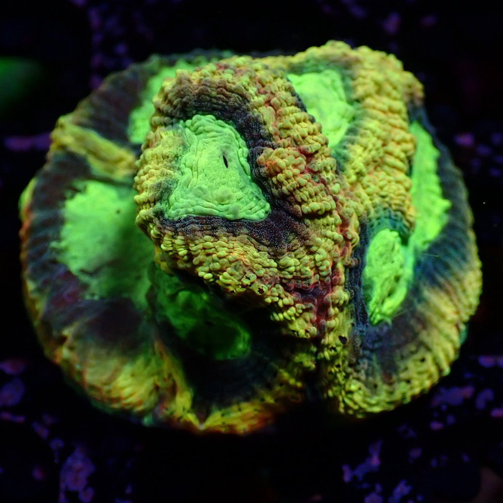 Favia Fortune Cookie - Sustainable Reefs