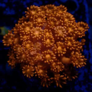 Goni Red