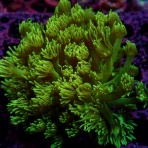 Goni Soft Green