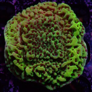 Monti Acid Swirl Confusa