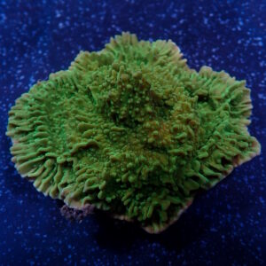 Monti Foliosa Scrolling