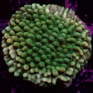 Monti Green Lantern