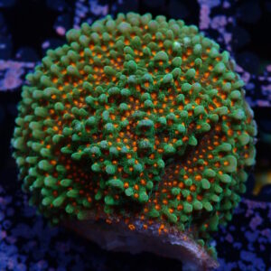 Monti Orange Skittles