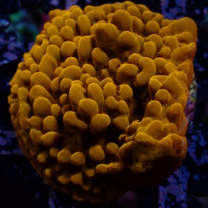 Monti Danae Phoenix