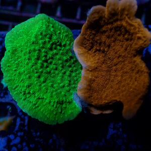 Monti Cap Red and Green