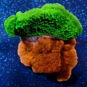 Monti Cap Red and Green