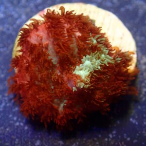 Rhodactis Creaming Soda