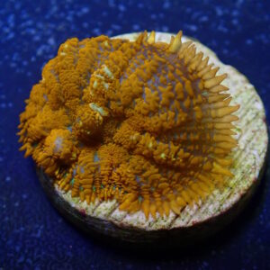 Rhodactis Superman