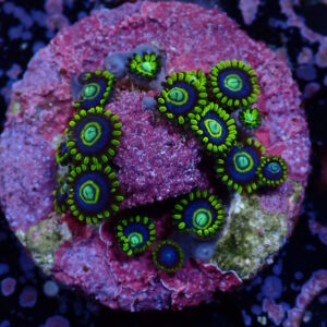 Zoa Blue Hornet