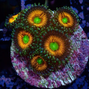 Zoa Everlasting Gobstopper