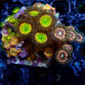 Zoa Garden