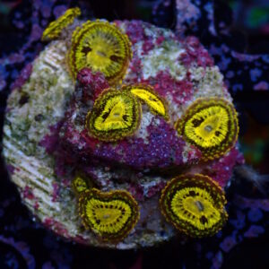 Zoa Gold Maul