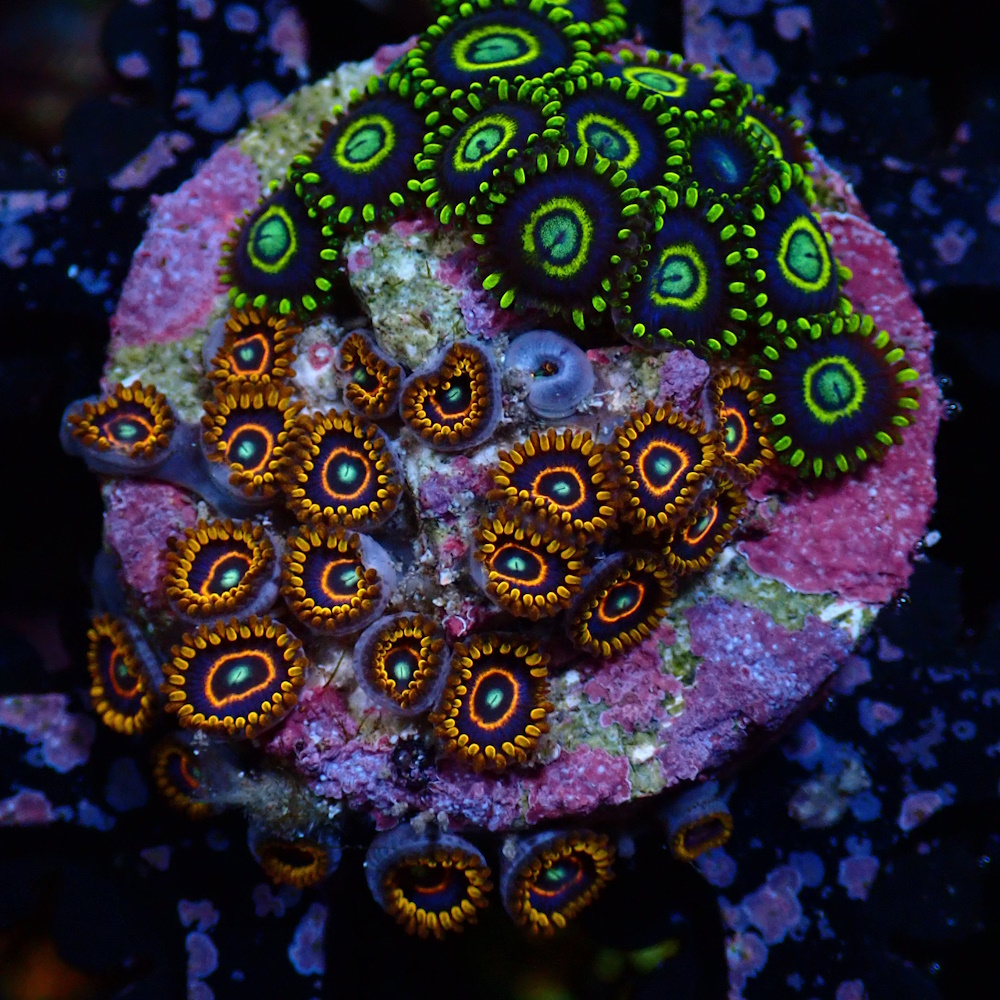 Zoa Combo Sustainable Reefs