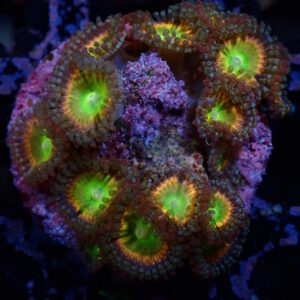 Zoa Rainbow Raptor