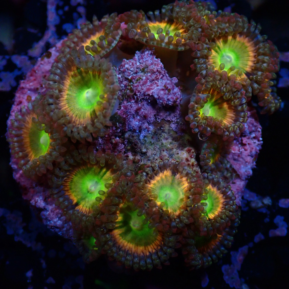 Zoa Rainbow Raptor - Sustainable Reefs