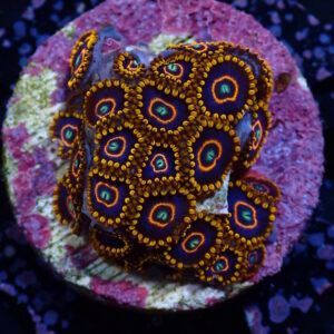 Zoa Red Hornet