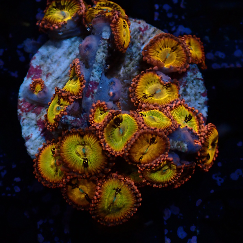 Zoa Sakura Sunrise Sustainable Reefs