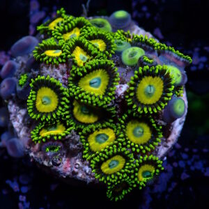Zoa Scrambled Egg