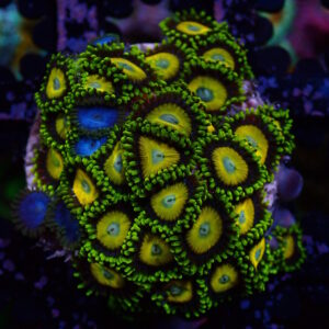Zoa Scrambled Smurf Combo