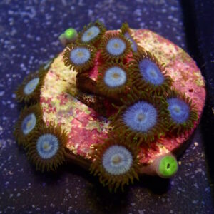 Zoa Smurf Blood