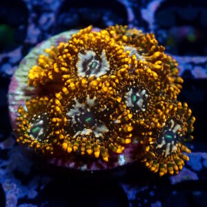 Zoa Utter Chaos